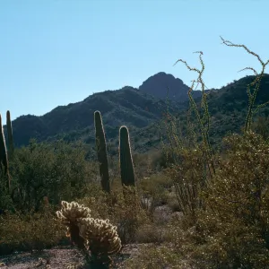 Organ Pipe National Monument
