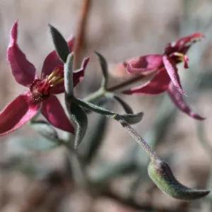 Ocotillo, California, S2 County Road