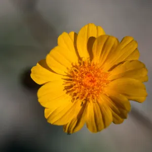 Ocotillo, California, S2 County Road
