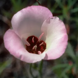 Calochortus catalinae
