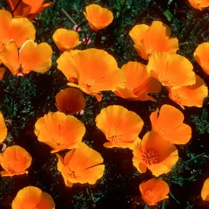 MontaÃ±a de Oro, (California Poppy)