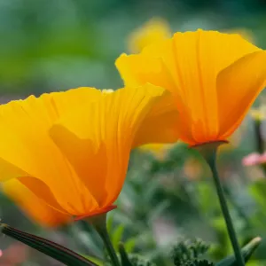 MontaÃ±a de Oro, (California Poppy)
