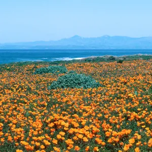 MontaÃ±a de Oro, (California Poppy)