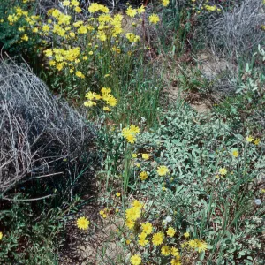 MontaÃ±a de Oro