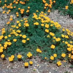MontaÃ±a de Oro