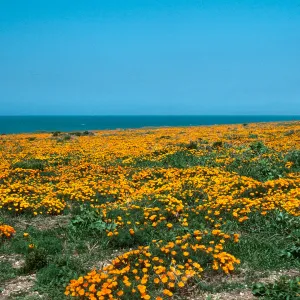 MontaÃ±a de Oro, (California Poppy)
