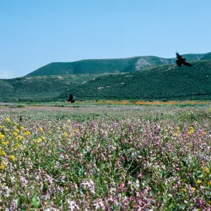 MontaÃ±a de Oro, Radish