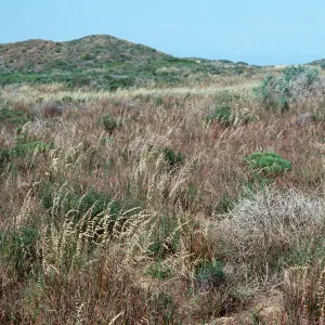 MoÃ±tana de Oro
