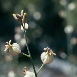 Caulanthus amplexicaulis v. barbarae, Marre Burn, Cody Road, 3.4-5.8 miles, gate