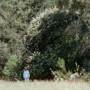 Aesculus californica, Buckeye, Hwy 166, West of Buckhorn Road