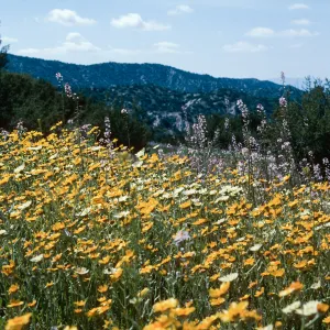 Ballinger Canyon