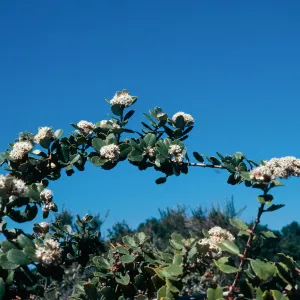 Ceanothus crassifolius (?), Painted Cave