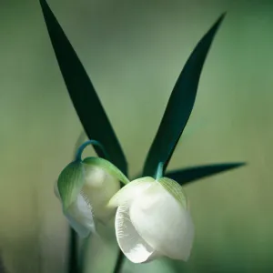 Calochortus albus