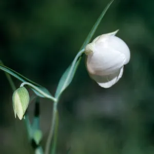 Calochortus albus