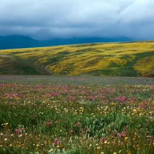 Cottonwood
