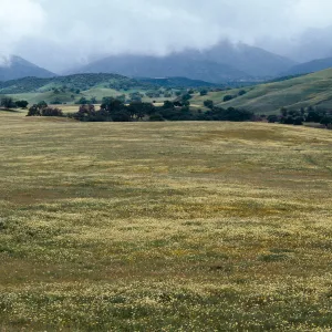 Tidy tips, Cottonwood Canyon
