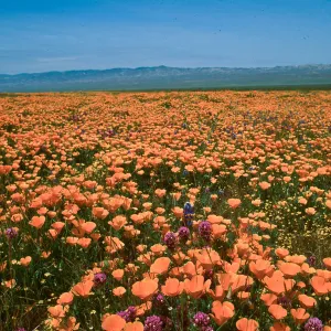 Soda Lake (California Poppy)