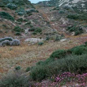 Guadalupe Dunes