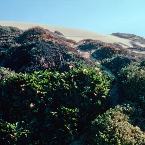 Guadalupe Dunes