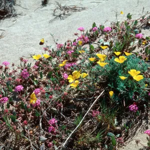 Verbena (Vervain), California Poppy, Guadalupe Dunes