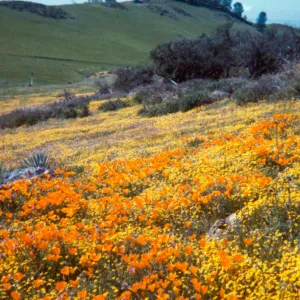 Figueroa Mountain