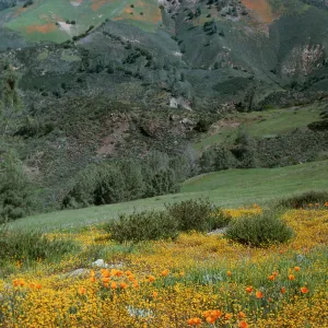 Figueroa Mt
