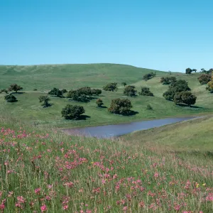 Shooting Stars. Los Alamos