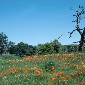 California Poppy, Los Alamos