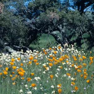 California Poppy, Los Alamos