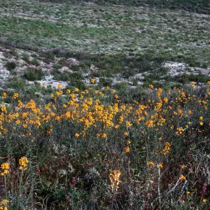 Wallflowers, Cat Canyon Oil Field