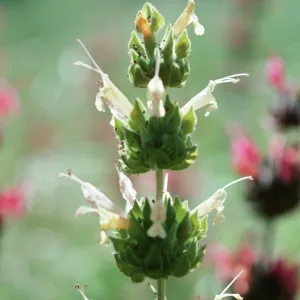 Los Alamos Ranch (sage)