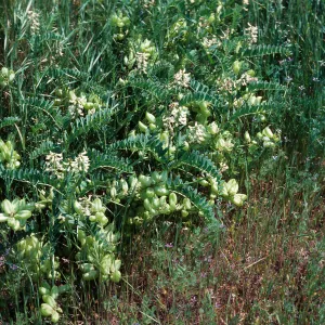 Astragalus pomonensis, Los Alamos Ranch