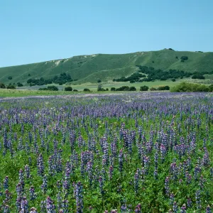 Los Alamos Ranch (Lupine)