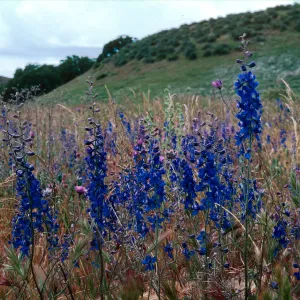 Larkspur, Cottonwood