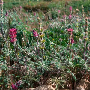Lupinus subvexus, Cottonwood