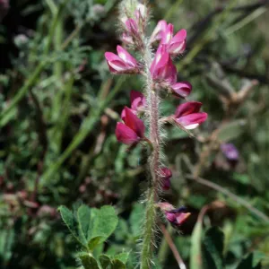 Lupine hirsutissimus, Cat Canyon Oil Field