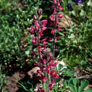 Lupine, Cat Canyon Oil Field