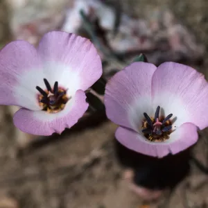 Calochortus, Mount Pinos