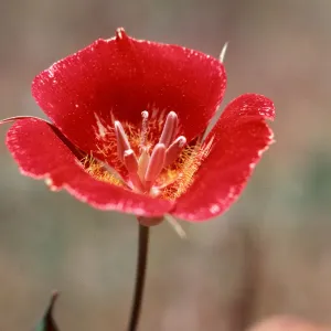 Calochortus, Mount Pinos
