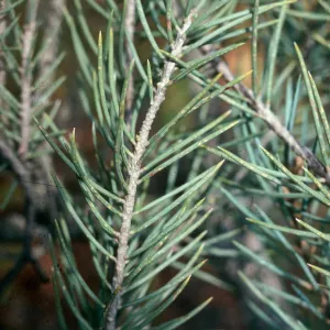 Pinyon Pine