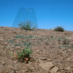 Sidalcea hickmanii ssp. parishii, McPherson Peak