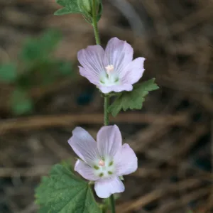 Sidalcea hickmanii subsp. parishii, Hiway 58, burn, American Canyon, San Luis Obispo County