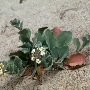 Dithyrea maritima, Spectaclepod, Guadalupe dunes