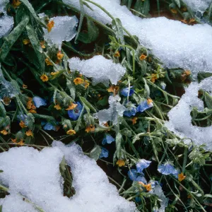 Baby Blue Eyes and Snow, Ranger Peak