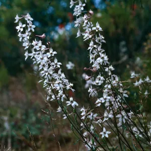 Larkspur, Corral Canyon, Highway 33