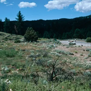 Prickly poppy, Argemone munita, Mutau Rd