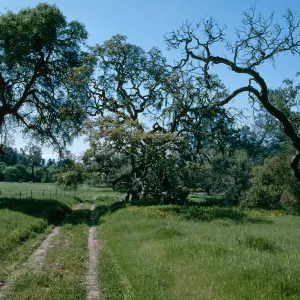 Sedgwick Ranch, Figueroa
