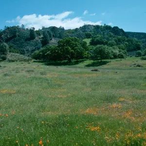Sedgwick Ranch, Figueroa