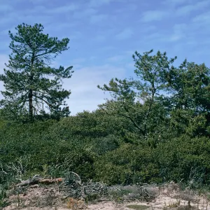 Orcutt Hill, Orcutt, Calif.