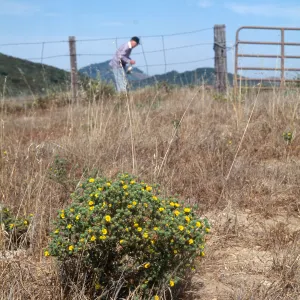 Gaviota Tar Weed, Hollister Ranch